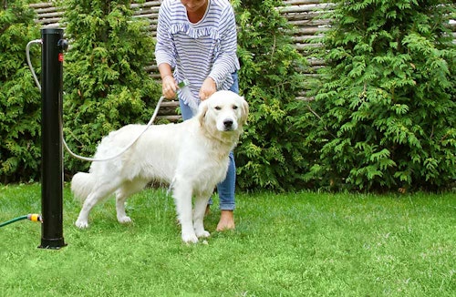 utedusch trädgård hund