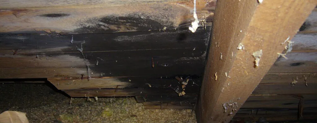 Mögel och röta i hus